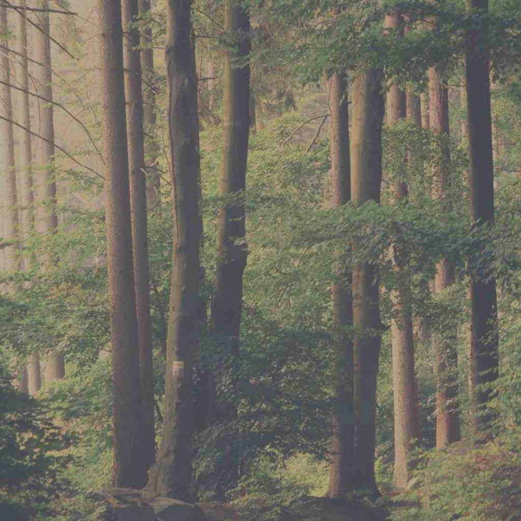 foret